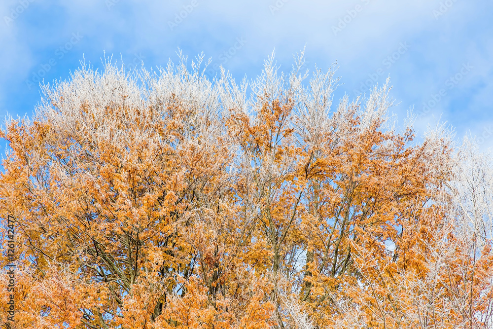 Tree branches and old autumn leaves covered with snow and look very nice in winter. Tree branches and old autumn leaves covered with snow and look very nice in winter.