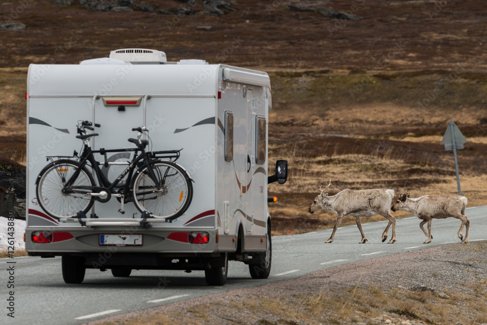 reindeers crossing the street in front of mobile home