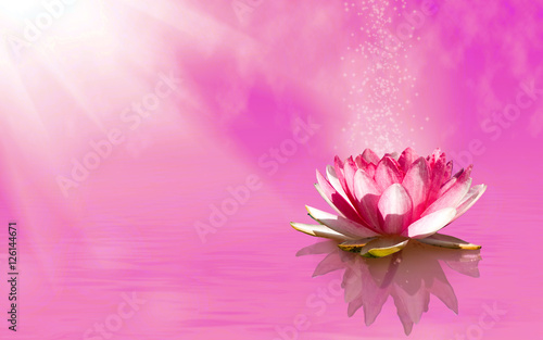 image of lotus flower on the water
