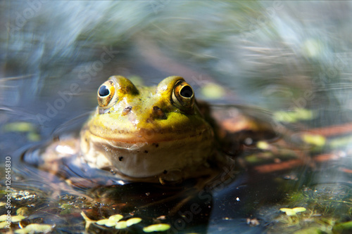 zielona żaba jeziorkowa 2 #126145830