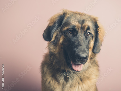 Pretty Leonberger dog against pink