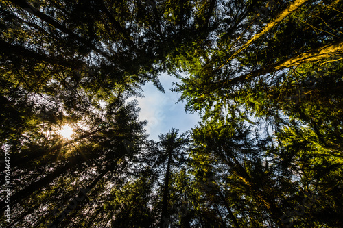 Ein Lichtblick im Wald © Casus