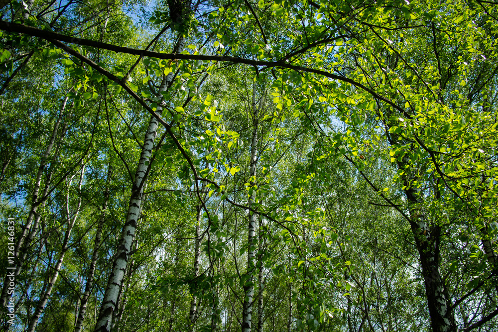 Fototapeta premium birch forest