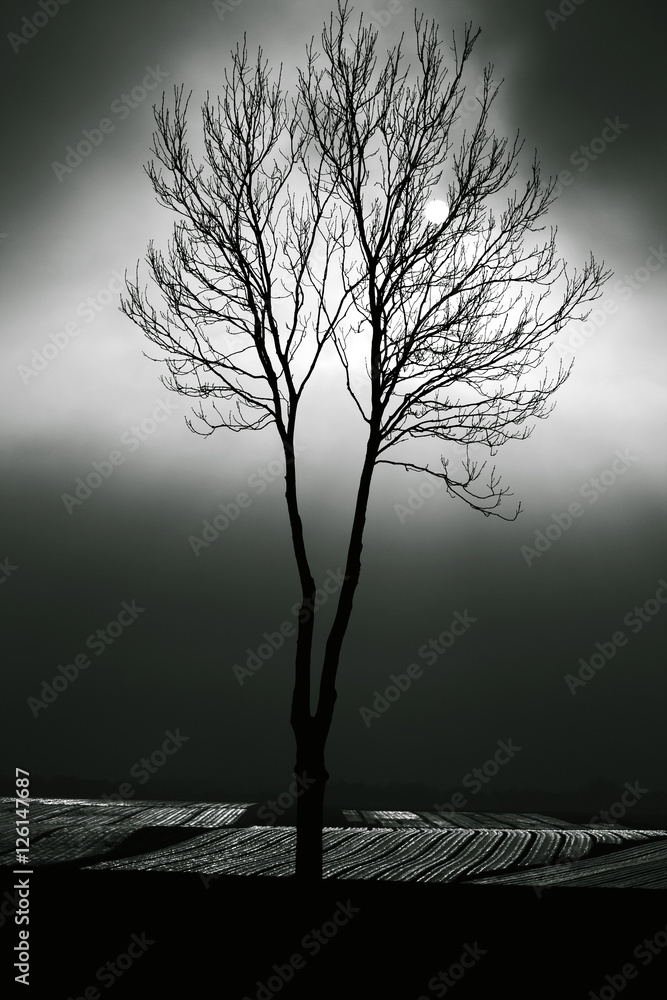 Samotne drzewo na tle nieba 2 - obrazy, fototapety, plakaty 