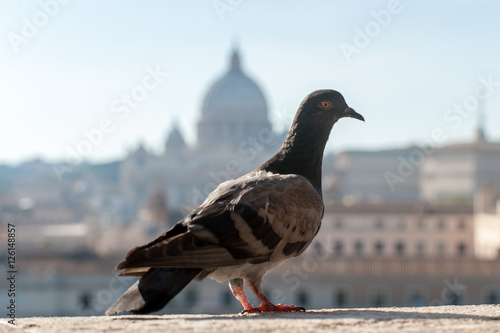 A dove with St Peter s Basilica defocused on the background