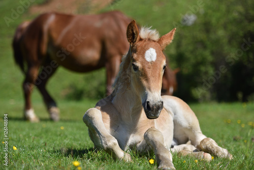 Fototapeta Naklejka Na Ścianę i Meble -  Little foal sitting on green grass field with flowers near adult brown horse