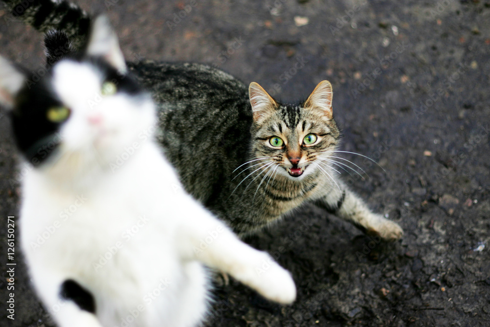 Two cats in anger jumping for food