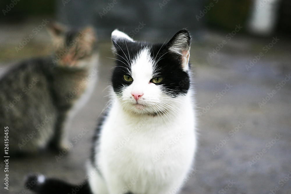 Black and white cat looks aside