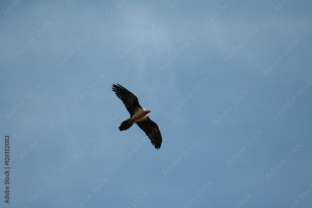 Fototapeta premium Gypaète barbu (gypaetus barbatus)