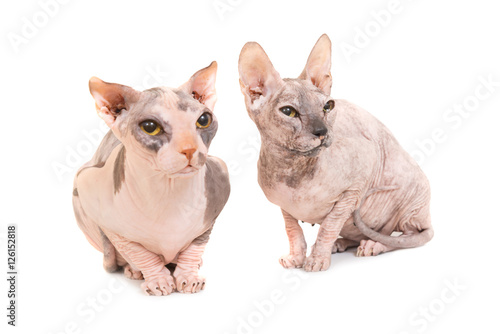 Photography Two sitting purebred sphinx cats