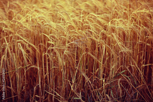 yellow ripe barley ears in the field autumn background