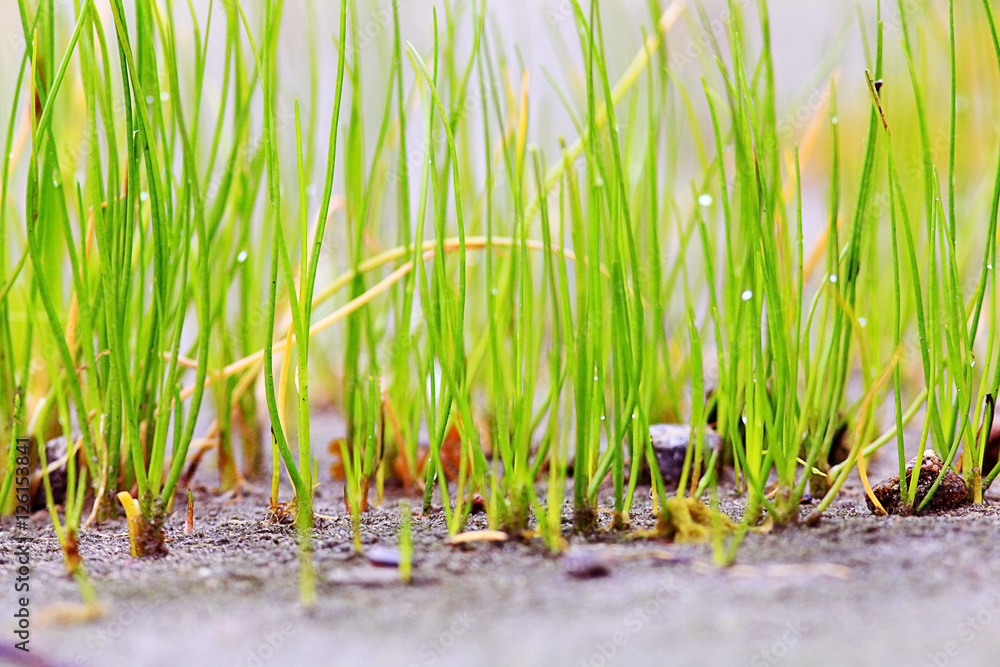 Obraz premium Spring grass blurred background bokeh