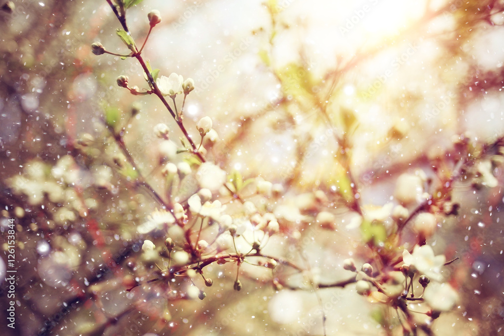 cherry blossoms spring background cherry blossoms spring background