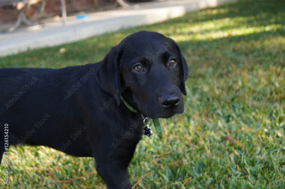 Black labrador puppy standing over grass 
