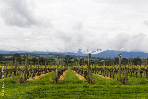 Vineyards in spring in Yarra Valley wine region in Australia 