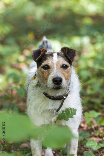 Parson Jack Russell Terrier