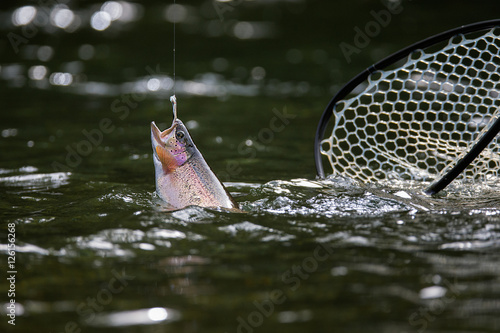 Fisherman picking up big rainbow trout with his fishing net