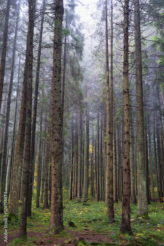 Fototapeta Naklejka Na Ścianę i Meble -  Coniferous forest