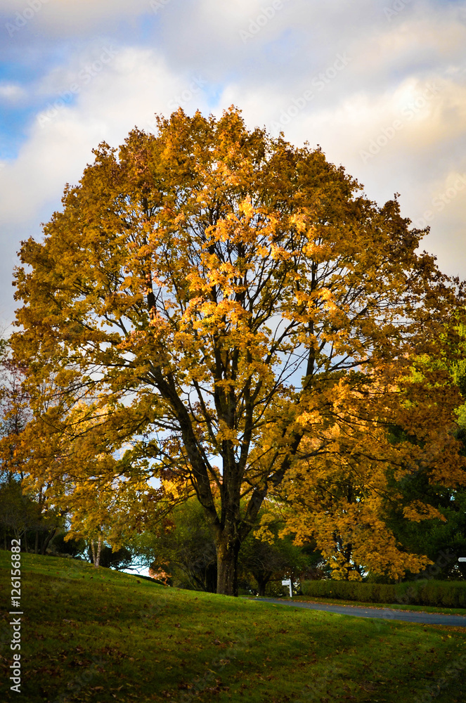 Norwegian Maple Tree