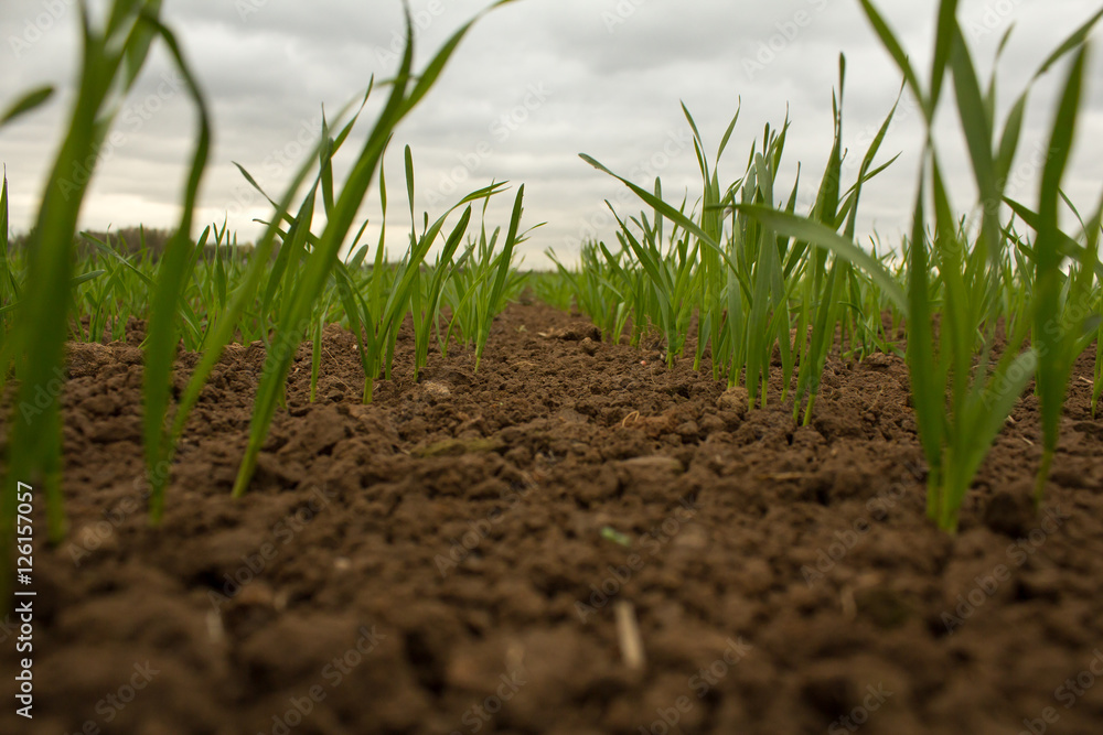 Fresh green wheat grass Fresh green wheat grass