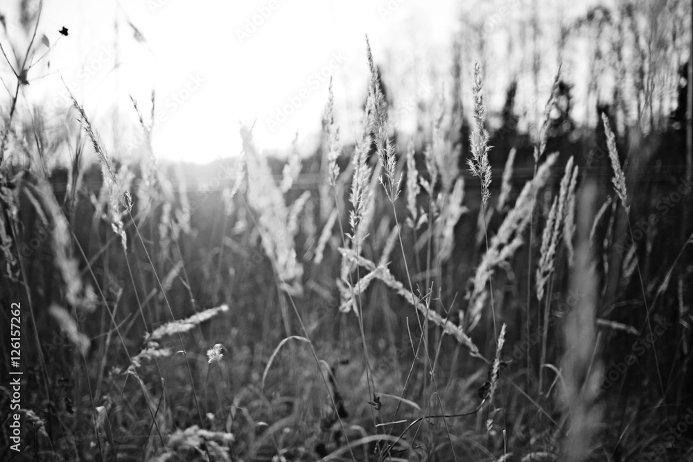 cute autumn background blur dry grass and twigs sunlight cute autumn background blur dry grass and twigs sunlight