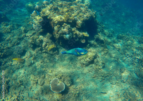 Underwater landscape with blue parrot fish in coral reef. Growing corals on tropical sea bottom