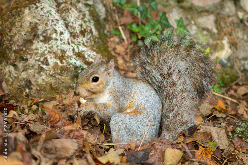 gray squirrel in the foreground eating peanut gray squirrel in the foreground eating peanut