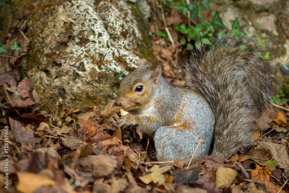 gray squirrel in the foreground eating peanut gray squirrel in the foreground eating peanut