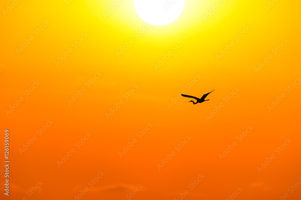 Obraz premium Bird Silhouette Flying