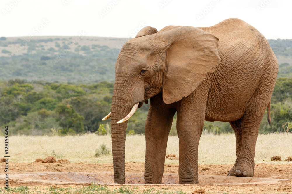 Two legs in the watering hole -  Bush Elephant