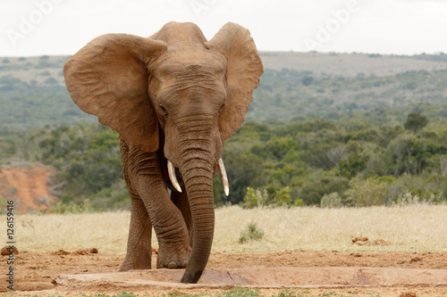 Bush Elephant standing and slurping up the water