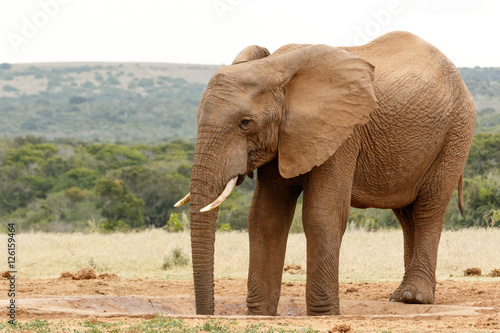 Two legs in the watering hole - Bush Elephant