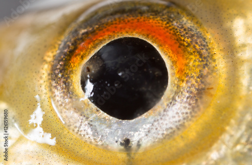 Sticker fish eyes. macro