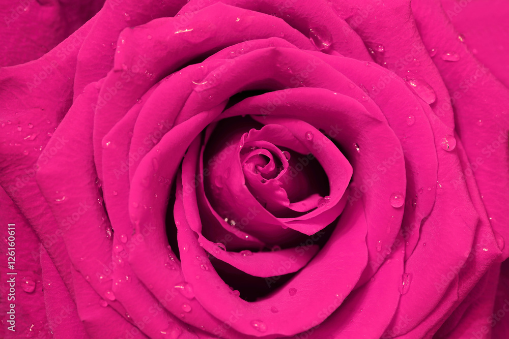 close-up image of pink rose close-up image of pink rose