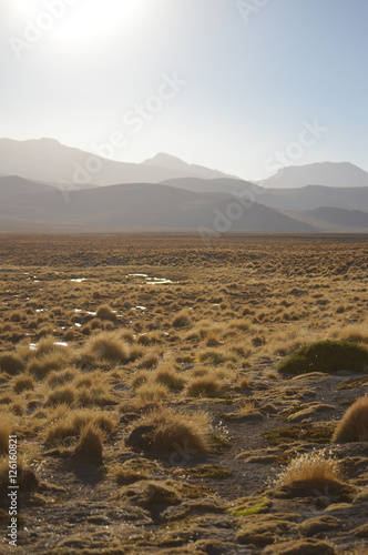 Vegetação rasteira em deserto com montanhas ao fundo photo