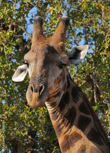 Giraffe in Kruger National Park, Southafrica