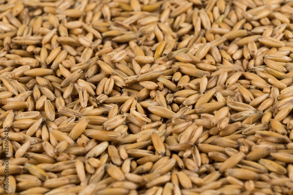 natural oat grains background, closeup natural oat grains background, closeup