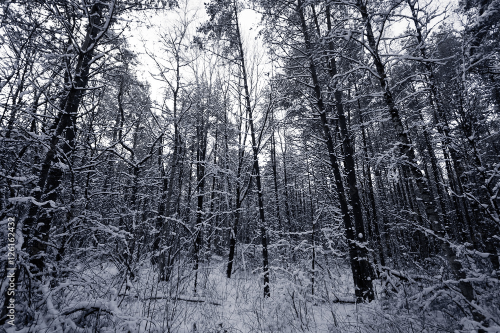 Fototapeta Forest Covered by Snow in Winter Landscape