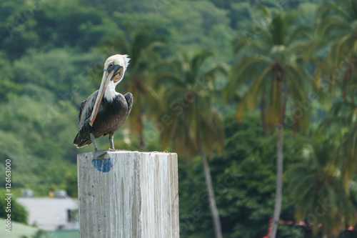American pelican rests on post in Nicaragua