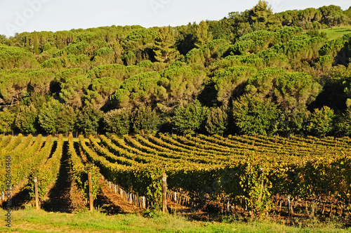 Bibbona  uliveti e vigneti - Livorno