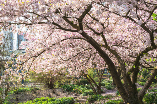 Schilderij op canvas Rosa Baumblüten im Frühling