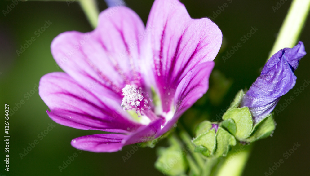 beautiful purple flower in nature
