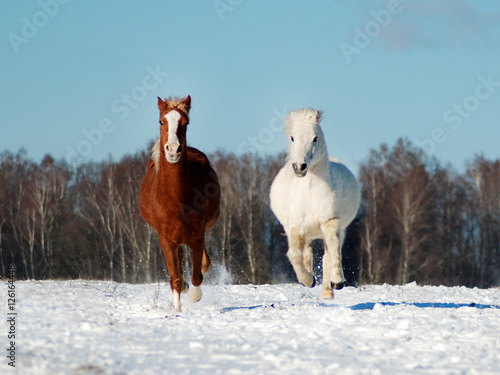 Fototapeta Naklejka Na Ścianę i Meble -  Two ponies running on the snow winter, white and red pony galloping