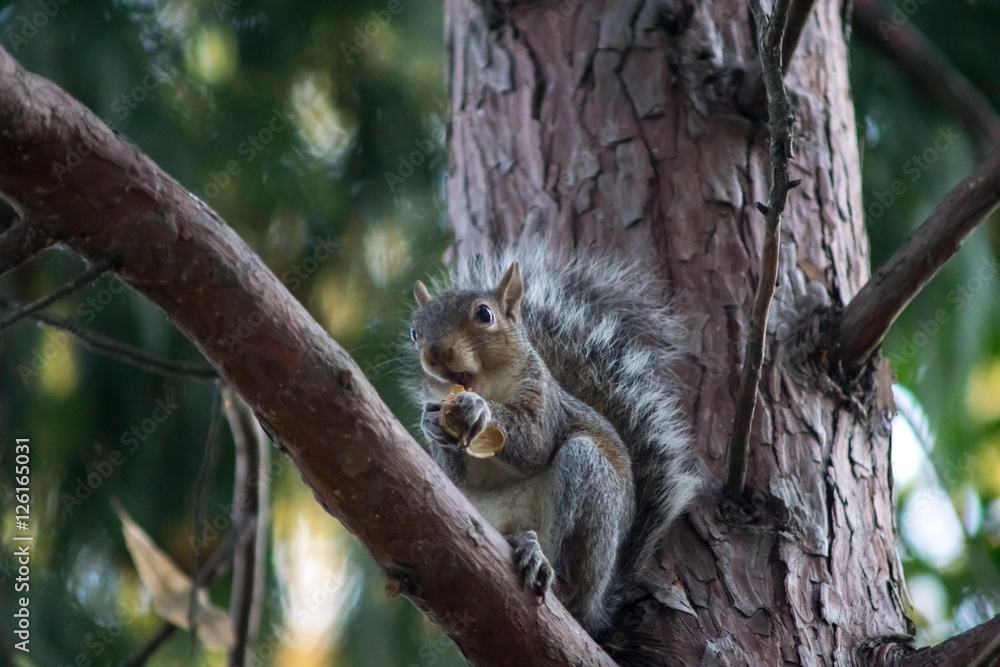 gray squirrel in the foreground eating peanut gray squirrel in the foreground eating peanut