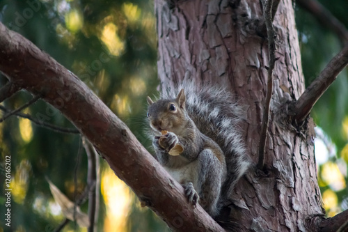 gray squirrel in the foreground eating peanut