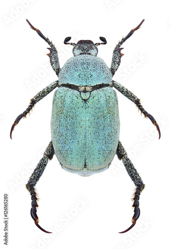 Beetle Hoplia parvula on a white background