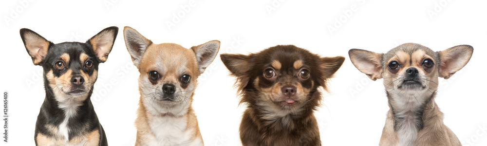 Four chihuahua dog portraits next to each other facing the camera on a white background