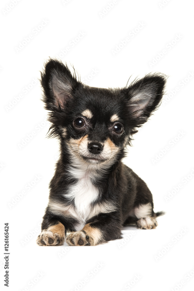 Cute long haired chihuahua puppy dog lying down isolated on a white background facing the camera