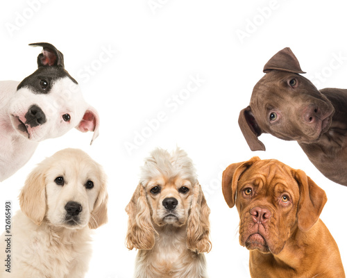 Various breed dog portraits facing the camera in a square on a white background