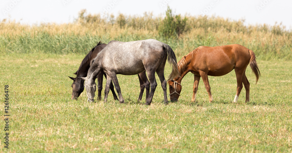 Three horses in a pasture in nature Three horses in a pasture in nature